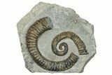 Aegocrioceras Heteromorph Ammonite - Germany #293087-1